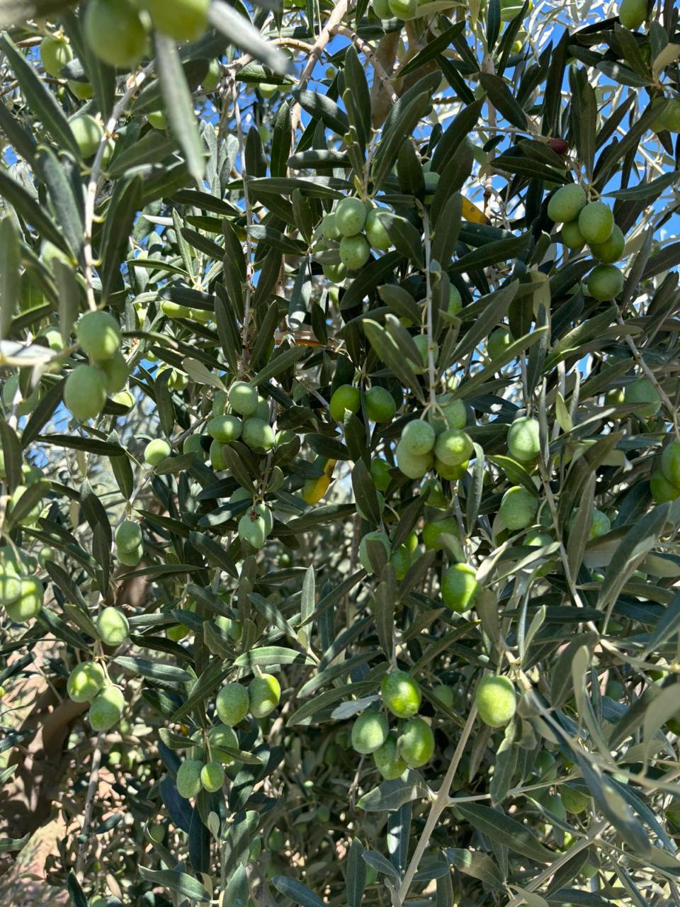 Akram Olive additional gallery image 03