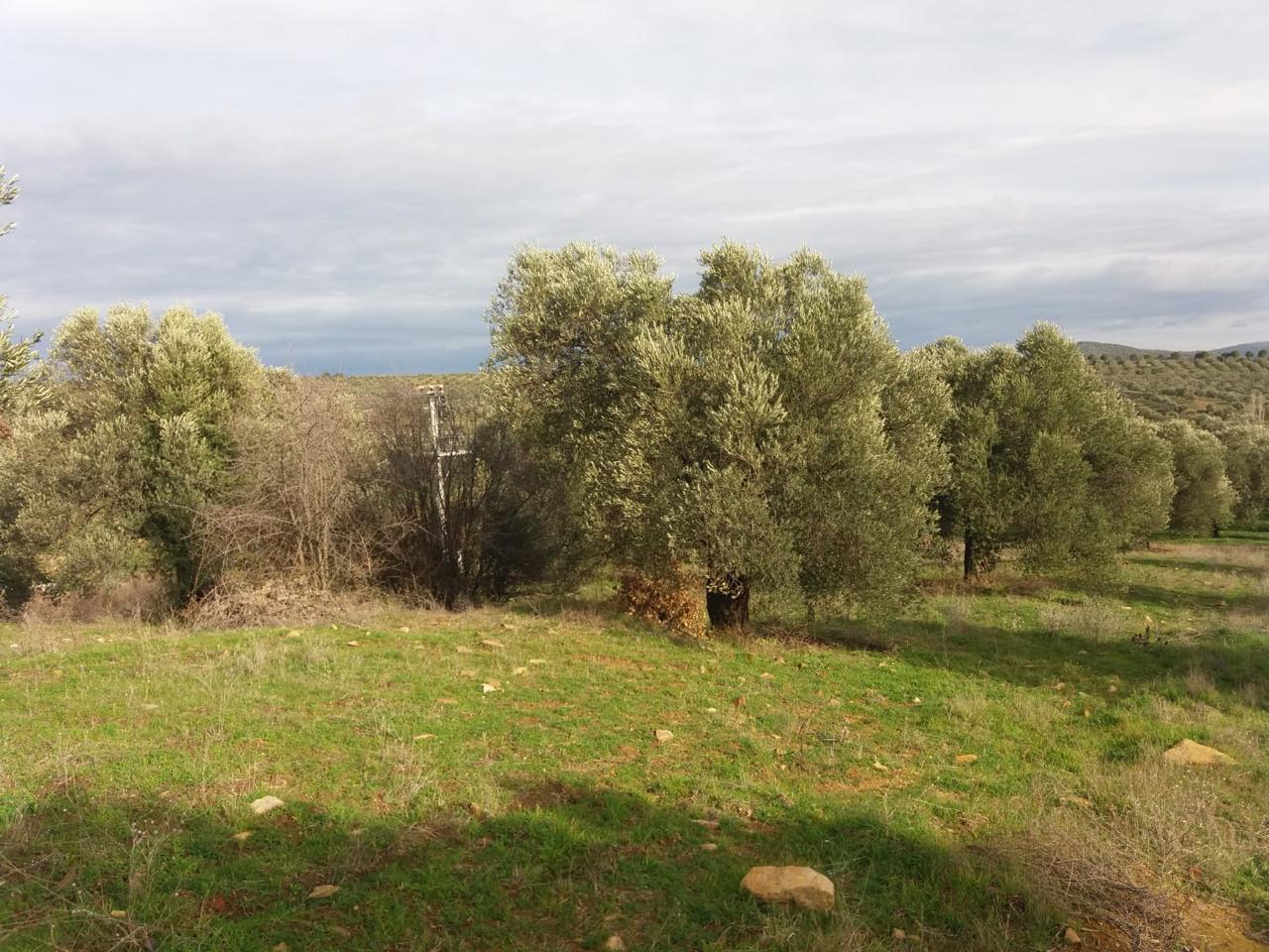Akram Olive additional gallery image 04