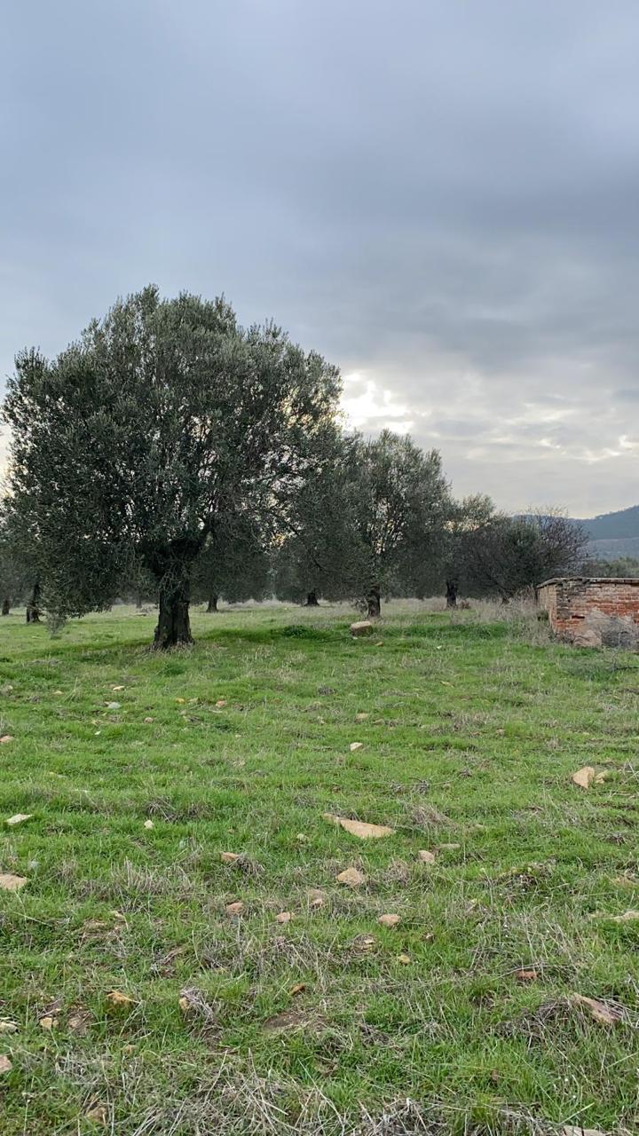 Akram Olive additional gallery image 07