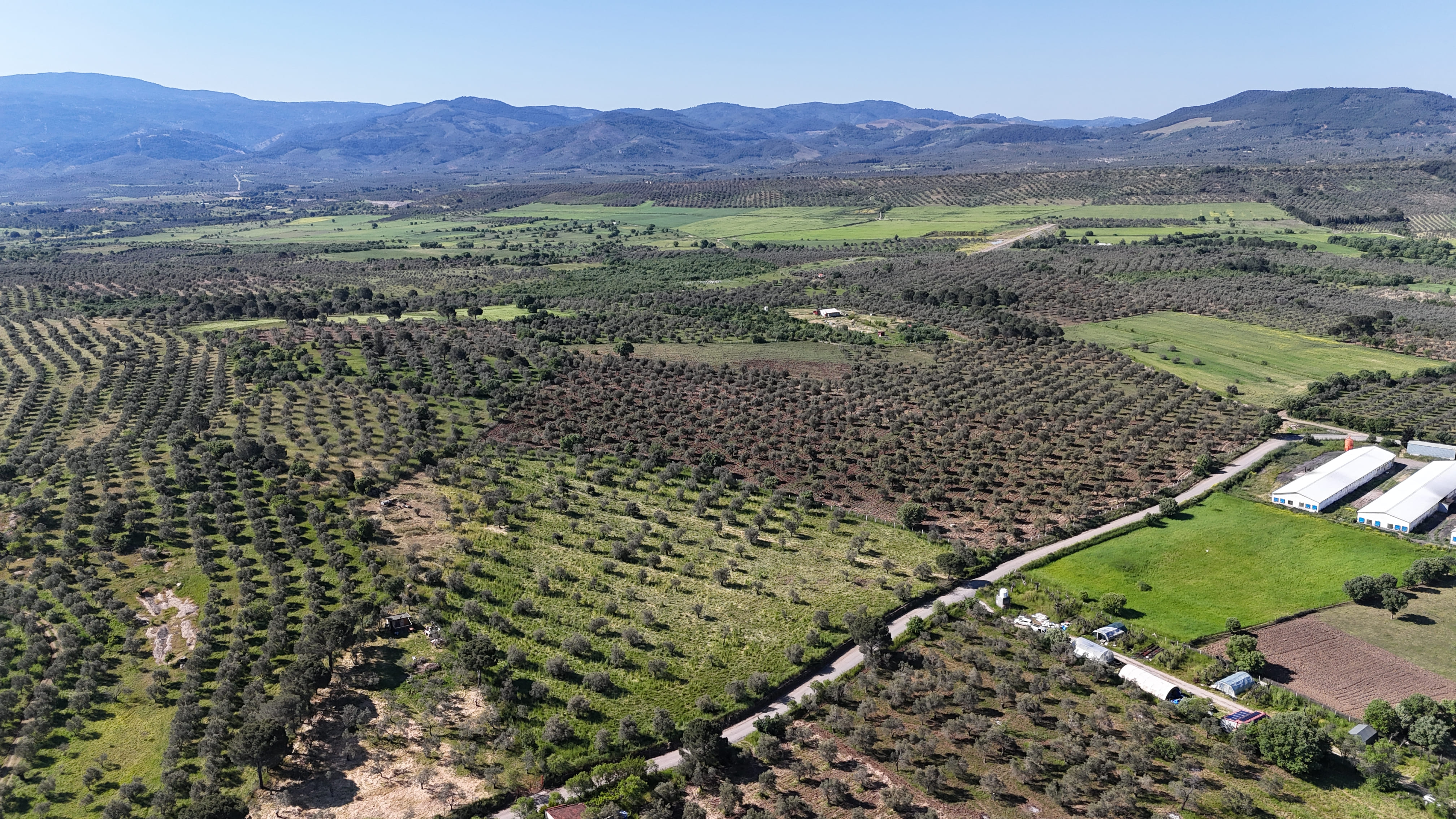Akram Olive estate landscape 01