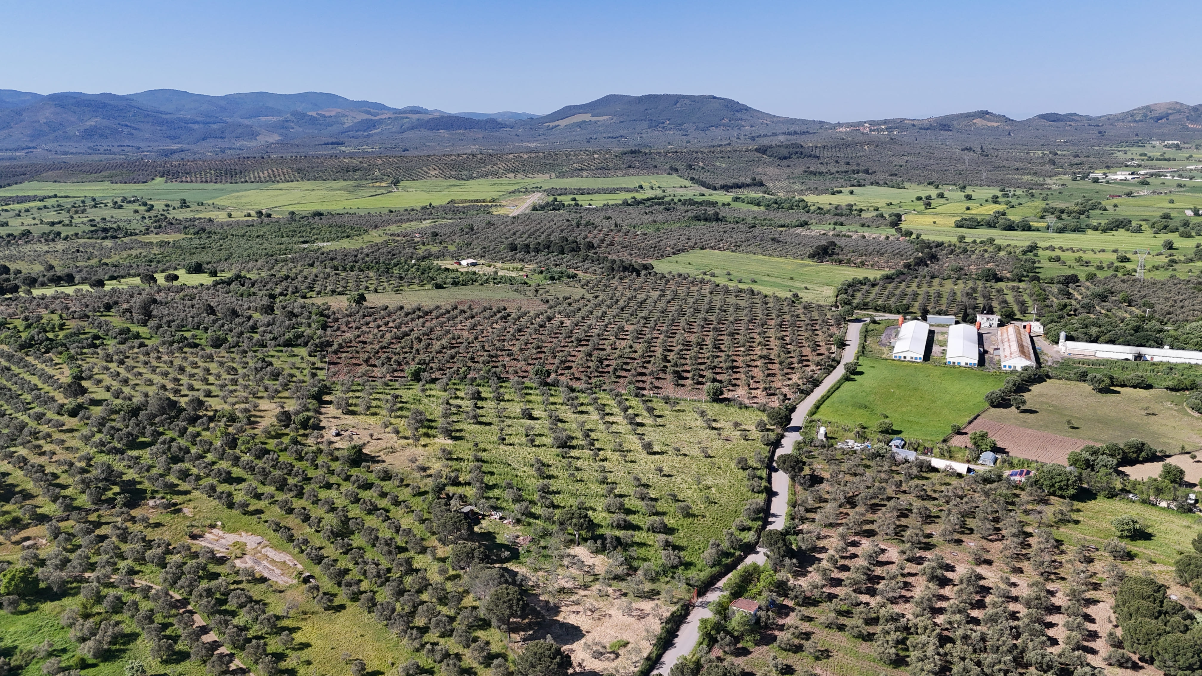 Akram Olive estate landscape 02