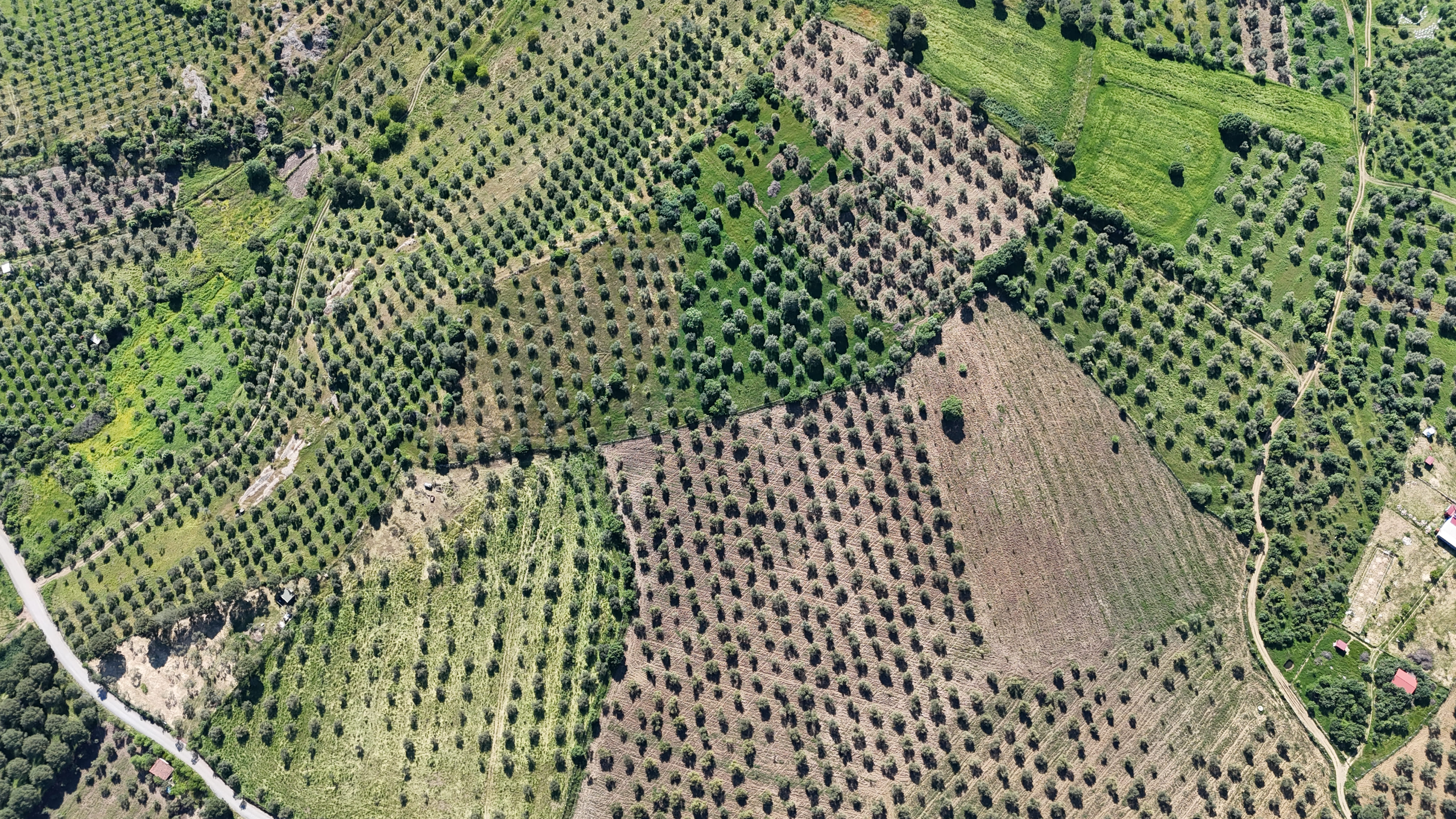 Akram Olive estate landscape 03